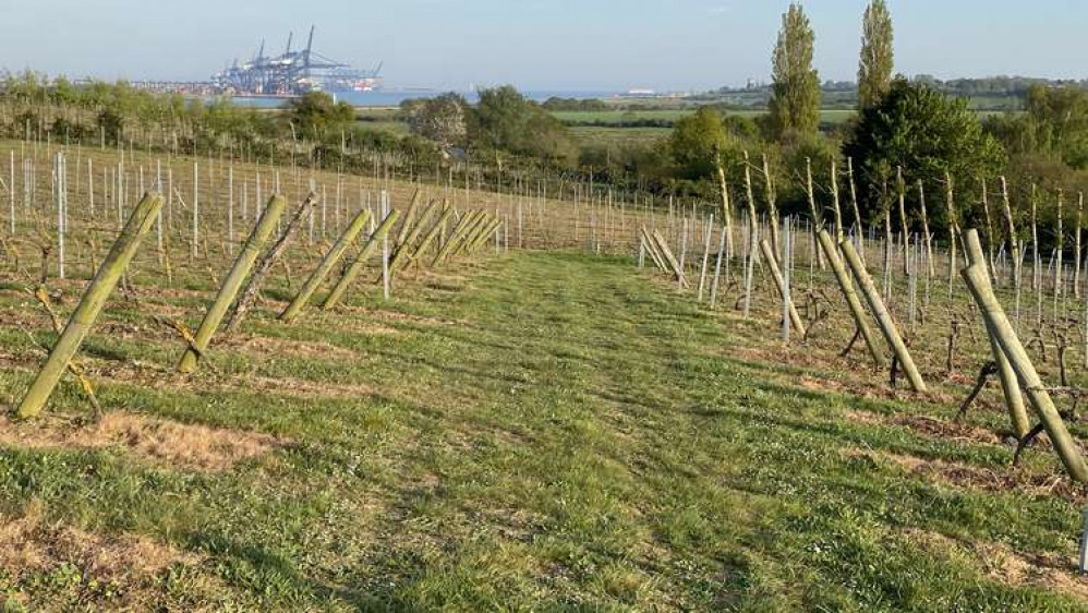 Shotley vineyard overlooking Felixstowe docks