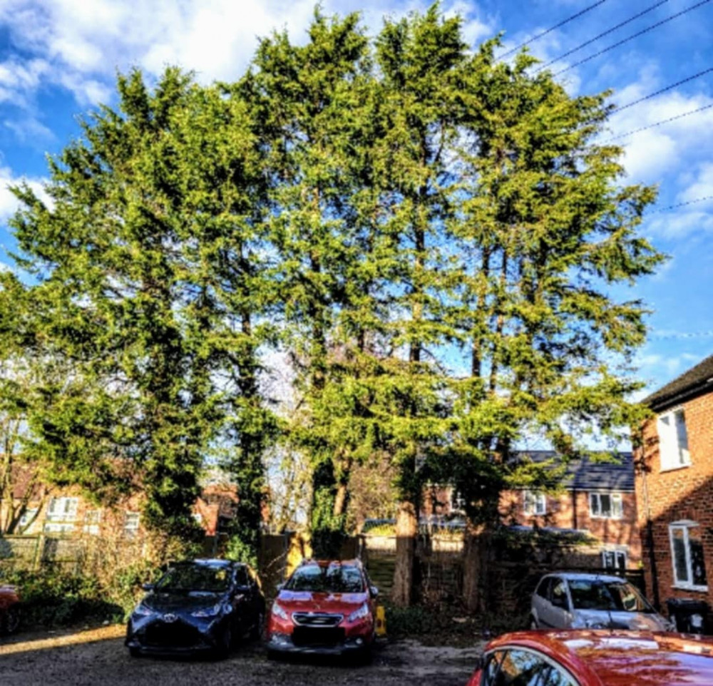 Asthma sufferer, Helen Mitchell, of Thomas Row, has submitted proposals to fell a Leyland Cypress conifer tree behind her car, with pigeons constantly pooing on their car (CEC Planning). Asthma sufferer, Helen Mitchell, of Thomas Row, has submitted proposals to fell a Leyland Cypress conifer tree behind her car, with pigeons constantly pooing on their car (CEC Planning).