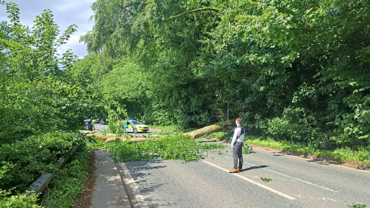 Fallen tree on London Road (Credit: Inspired by Nature)