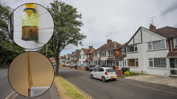 The issue of flies around south Warwick and Leamington Spa has persisted over the past few years (images via SWNS)