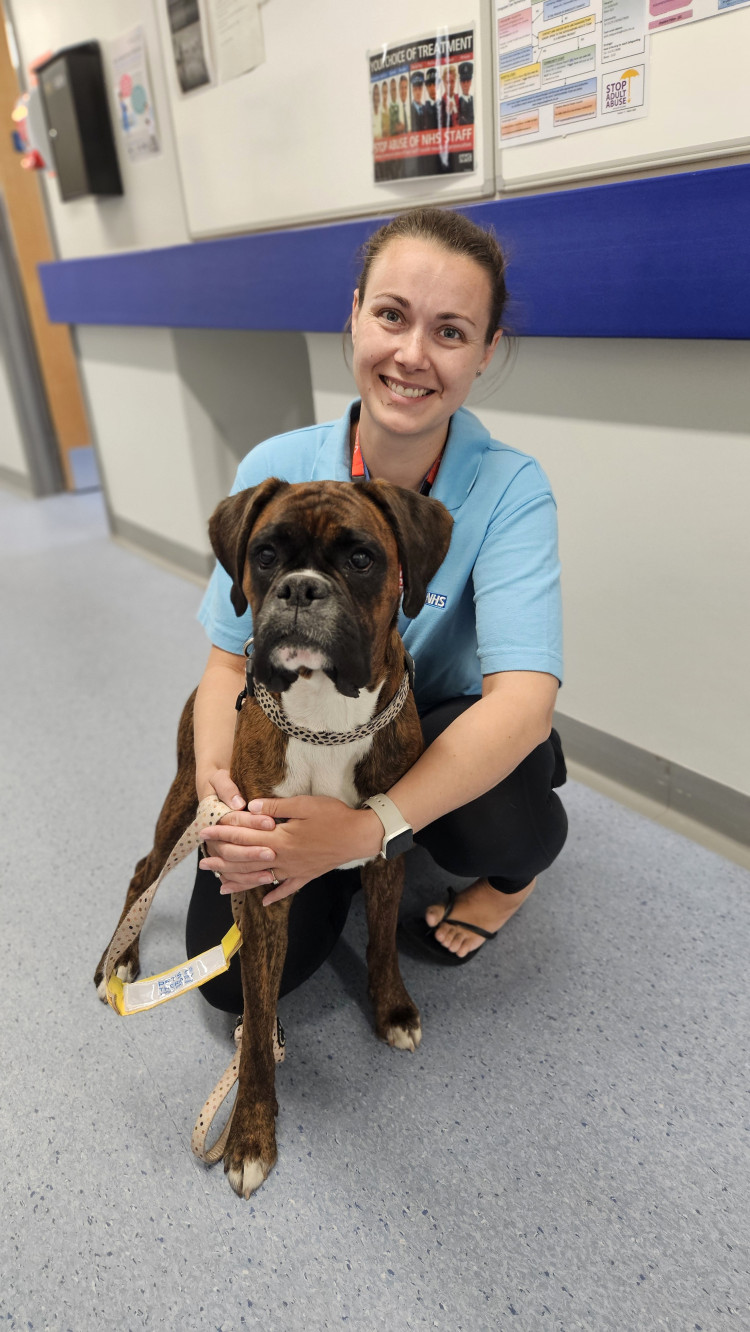 Therapy pets visit wards to support patients’ wellbeing and mental health including Nia who takes Maggie to see patients on Leighton Hospital's Child and Adolescent Unit, as well as those undergoing rehabilitation. (Photo: Mid Cheshire Hospitals)