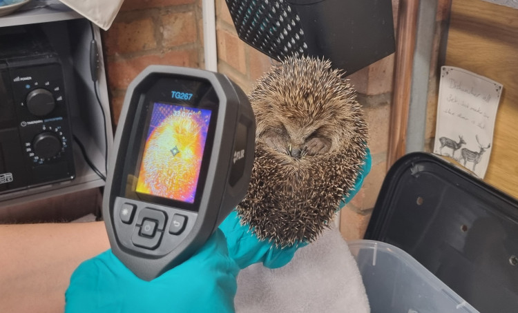 An exclusive interview up close with Rutland's Prickleback Urchins Hedgehog Rescue (Photo: Grace Kennington)