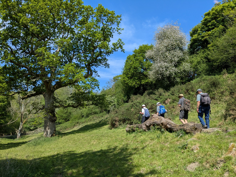Mendip Ramblers offer free guided walks across the Mendip area. 