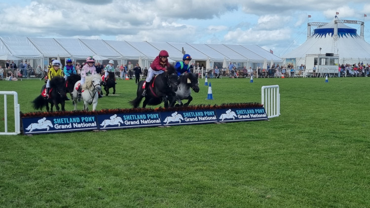 The Shetland Pony Grand National was one entertaining feature of the 2025 Rutland County Show (Photo: Grace Kennington)