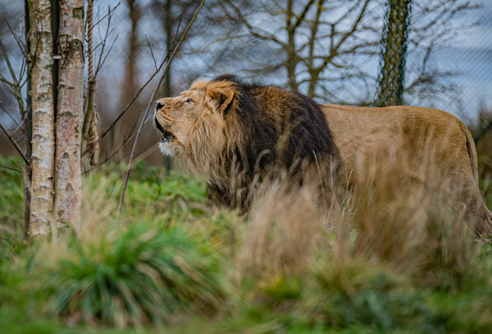 Scientists say these methods could offer a lifeline to species on the brink (Image via: Chester Zoo) Scientists say these methods could offer a lifeline to species on the brink (Image via: Chester Zoo)