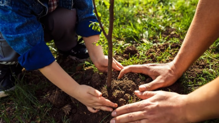 Fancy a tree? It may grow on you…