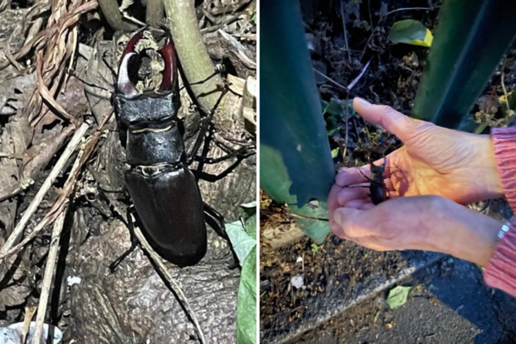 A large male stag beetle, recognised by its deep red, antler-like pincers, was rescued from Kew Gardens Station (credit: Kew Society).