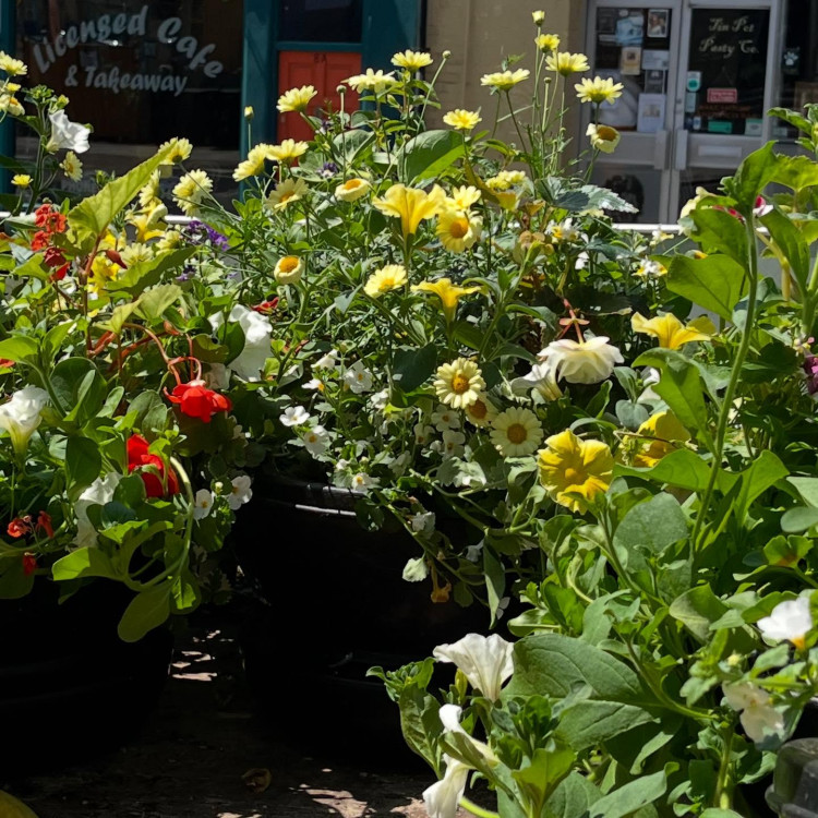 Glastonbury in Bloom 2025 invites residents to enter their creative, wildlife-friendly gardens by 23 June. 