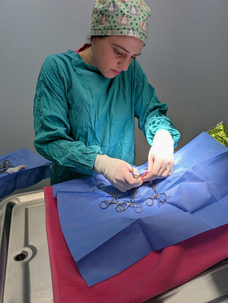 Becky operating on an exotic pet. (Photo: Becky Tracey)