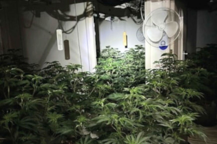Officers discovered the cannabis farm on Thursday 8 May. (Cheshire Police)