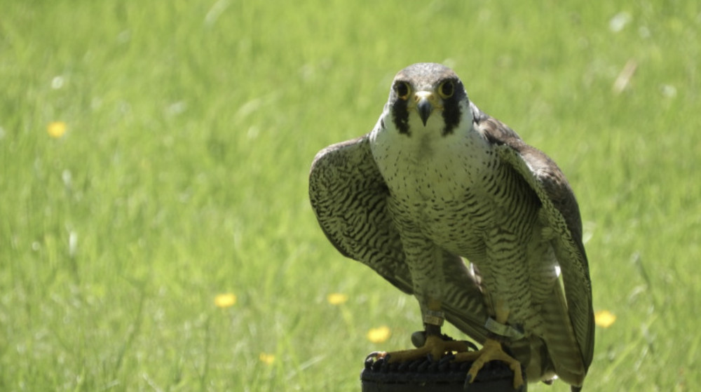 Leamington's falcons have been named with Lord of the Ring inspired themes (images via Maky Orel, Pixabay) Leamington's falcons have been named with Lord of the Ring inspired themes (images via Maky Orel, Pixabay)