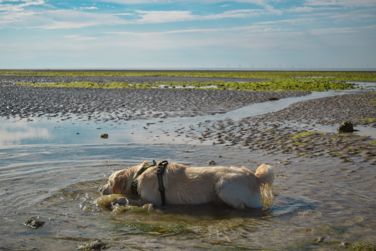 "No dog ever suffered from missing some walks, but walking in this heat can be fatal." Make sure you keep dogs cool and hydrated. (Photo: RSPCA) 