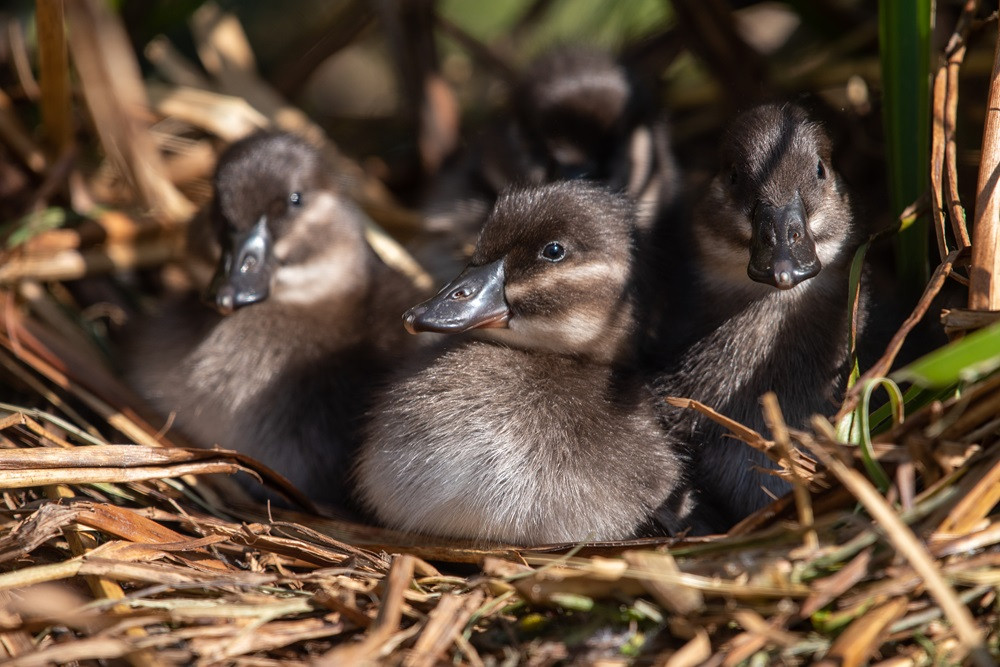 Maccoa ducks are diving ducks, known for their stiff tails and deep-blue bills (Image via: Chester Zoo) Maccoa ducks are diving ducks, known for their stiff tails and deep-blue bills (Image via: Chester Zoo)