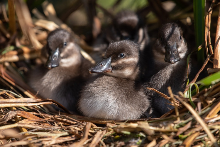 Maccoa ducks are diving ducks, known for their stiff tails and deep-blue bills (Image via: Chester Zoo)