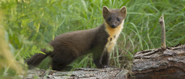 Artists invited to capture pine marten revival in SW via Pine Martens Bounce Back. 