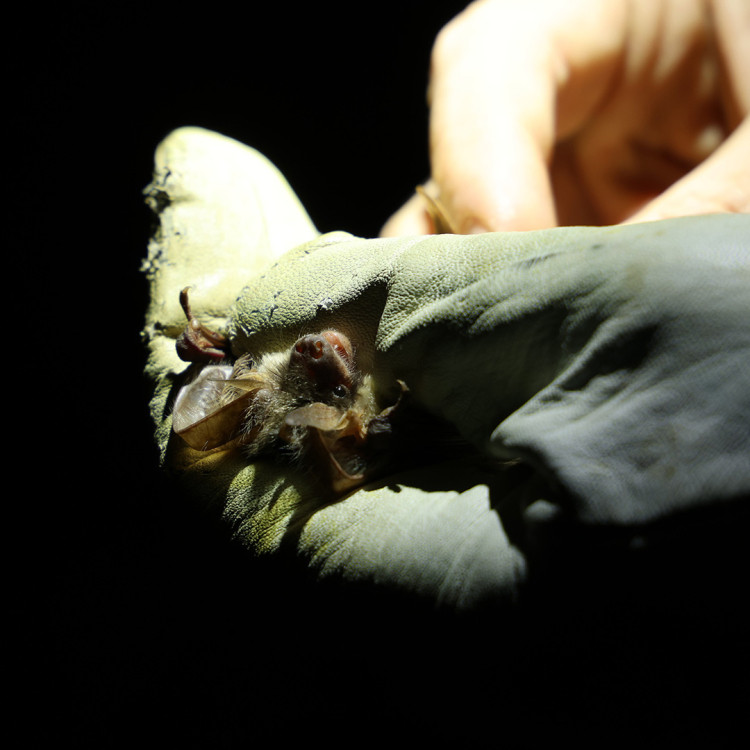 Rare grey long-eared bats, among the UK's rarest mammals, return to Glastonbury Abbey. 