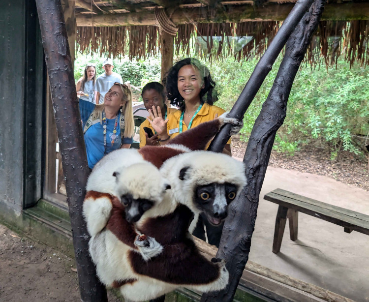 Wild-born sifakas are only found in Madagascar and their population has dropped by as much as 80% (Image via: Chester Zoo)