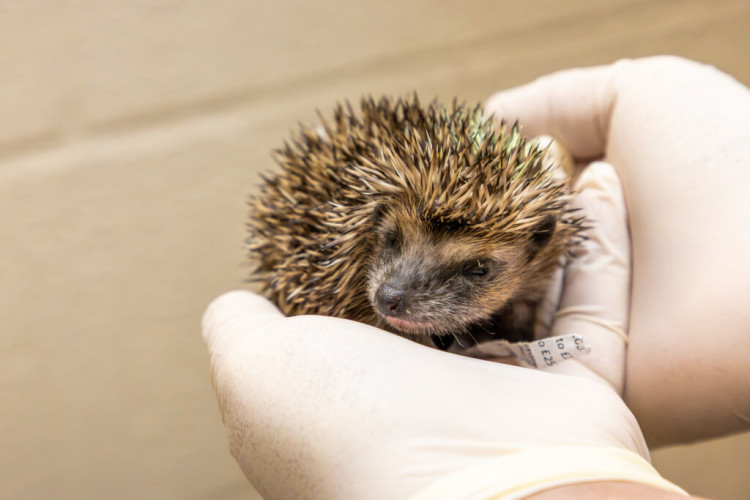 The RSPCA is calling for the public to help animals at risk (image via RSPCA)
