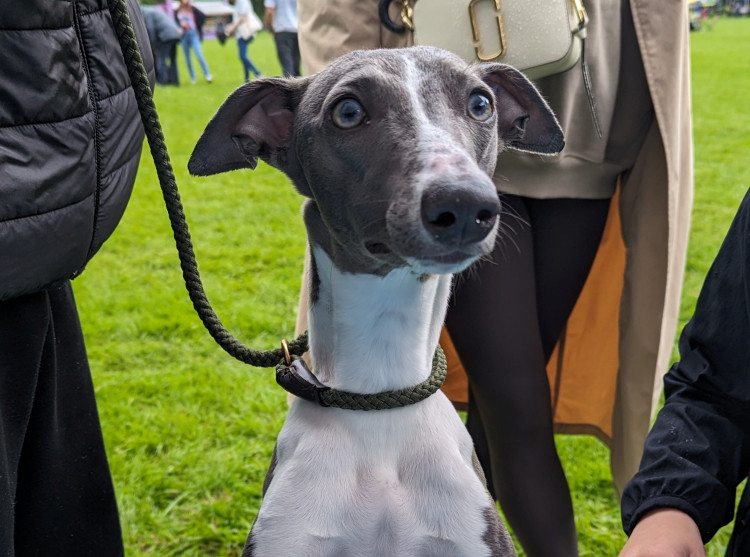 Bark in the Park takes over Congleton Park next weekend (Credit: RSPCA)