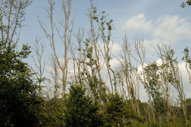 Researchers at Kew Gardens found natural selection is helping British ash trees develop resistance to the deadly ash dieback fungus (credit: SWNS).