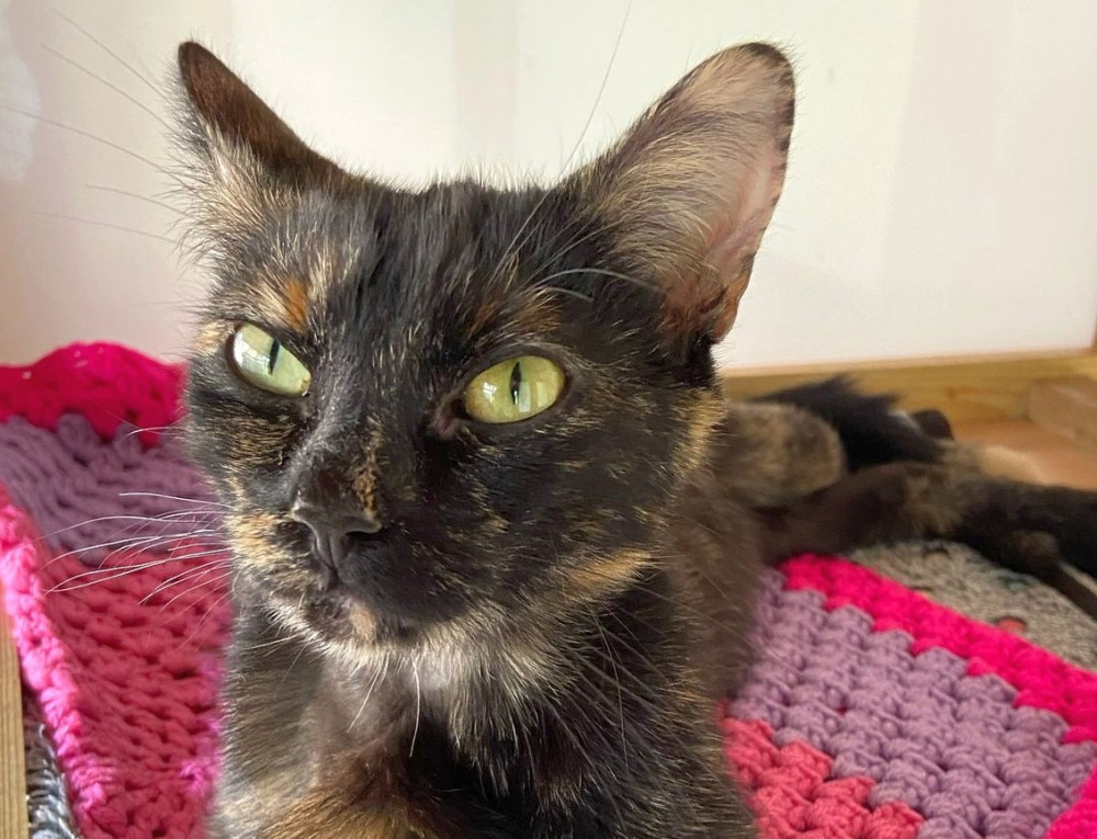 Molly is looking for a new family (Credit: Silk Cat Rescue) Molly is looking for a new family (Credit: Silk Cat Rescue)