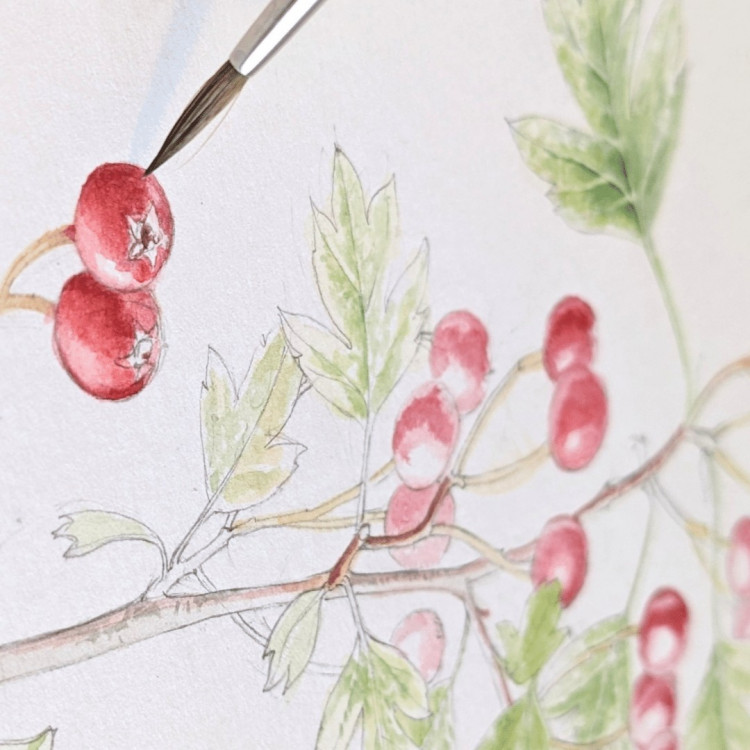 Botanical Art: Drawing and Watercolour - Landmark Summer School
