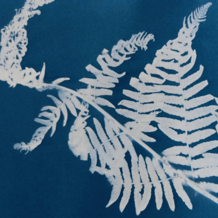 Intro to Sun-printing (Cyanotype Techniques) - Landmark Summer School