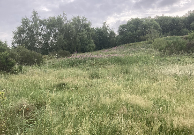 Plus Dane Housing wanted to build a mix of flats and houses on land off Linley Road in Alsager. (Photo: Sue Helliwell))
