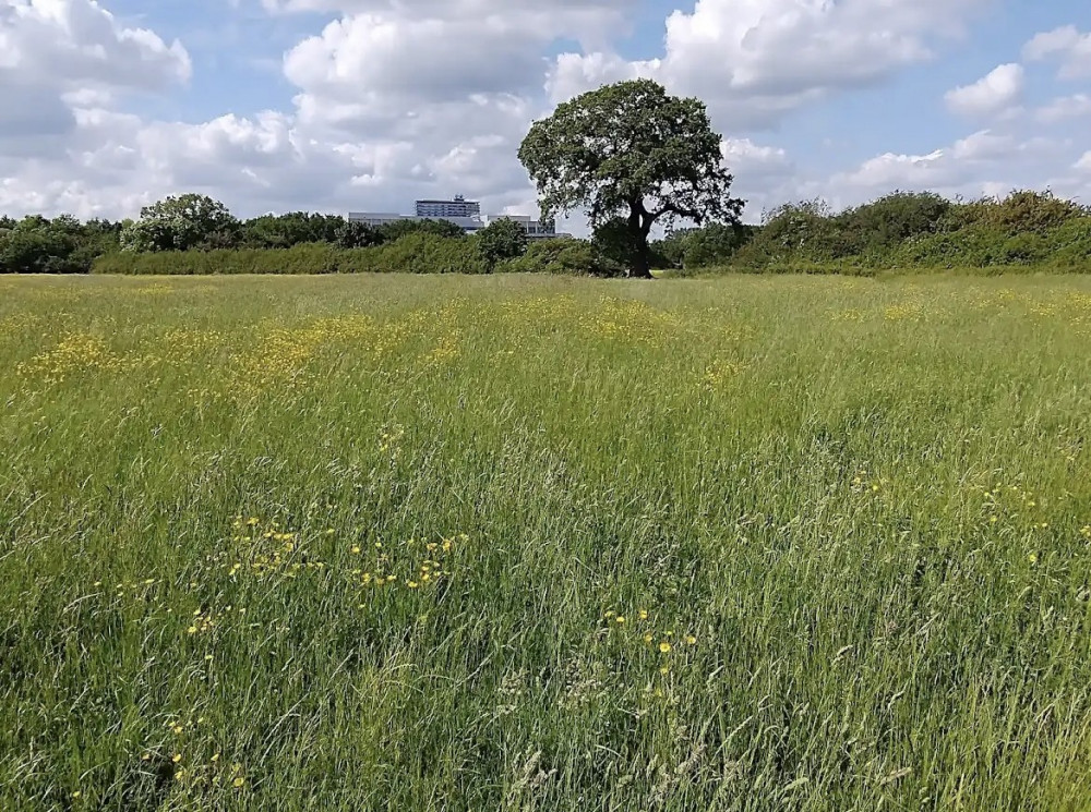 Wild Tolworth was launched to improve the Tolworth Court Farm Fields site as a haven for nature, which can be enjoyed by all (Credit: Nub News)
