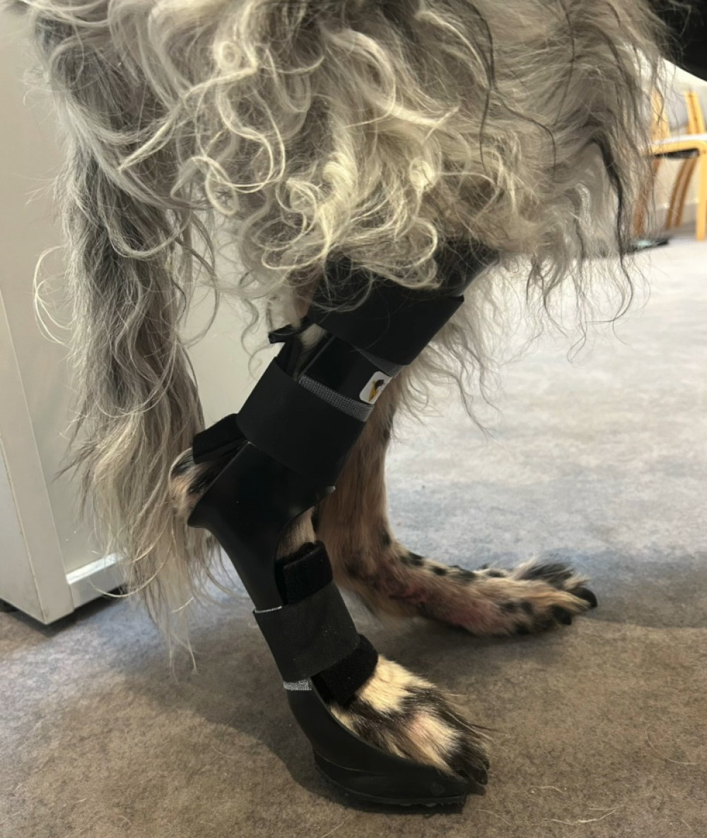 Wooster's bespoke orthotic from Davies Veterinary Specialists in Hitchin. Wooster's bespoke orthotic from Davies Veterinary Specialists in Hitchin.