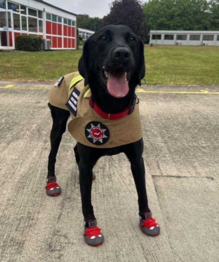 Fire Investigation dog Loki 