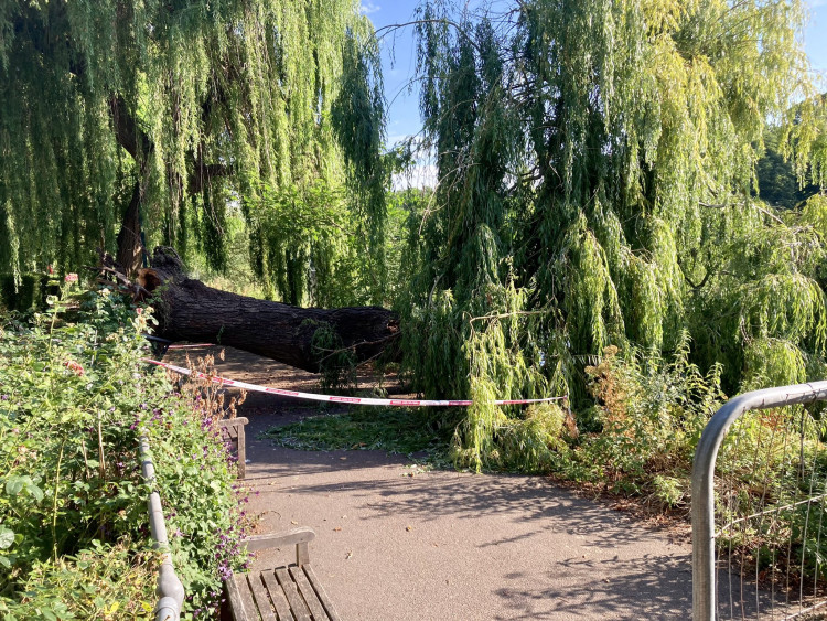 A large tree fell across the East Twickenham towpath on 29 June, forcing a closure and diversions near Richmond Bridge (credit: @twickerati/X). 