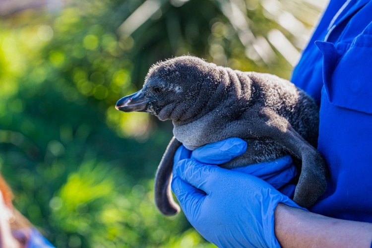 Humboldt penguins are listed as vulnerable to extinction (Image via: Chester Zoo)