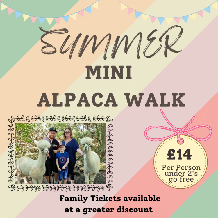 Mini Alpaca Walks Mini Alpaca Walks