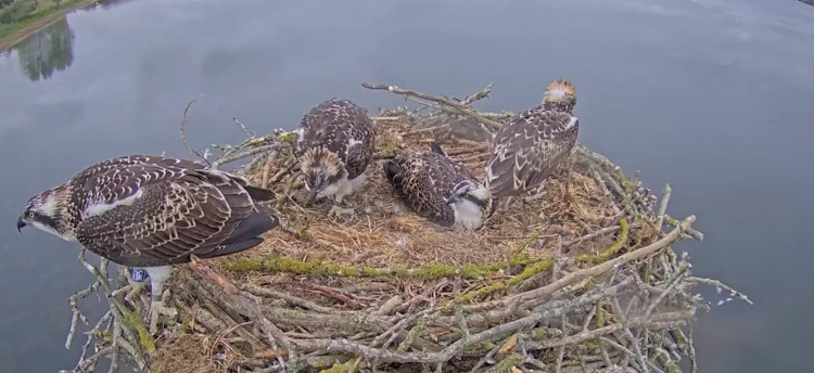 The four Rutland Osprey chicks (Photo: Rutland Osprey Project)