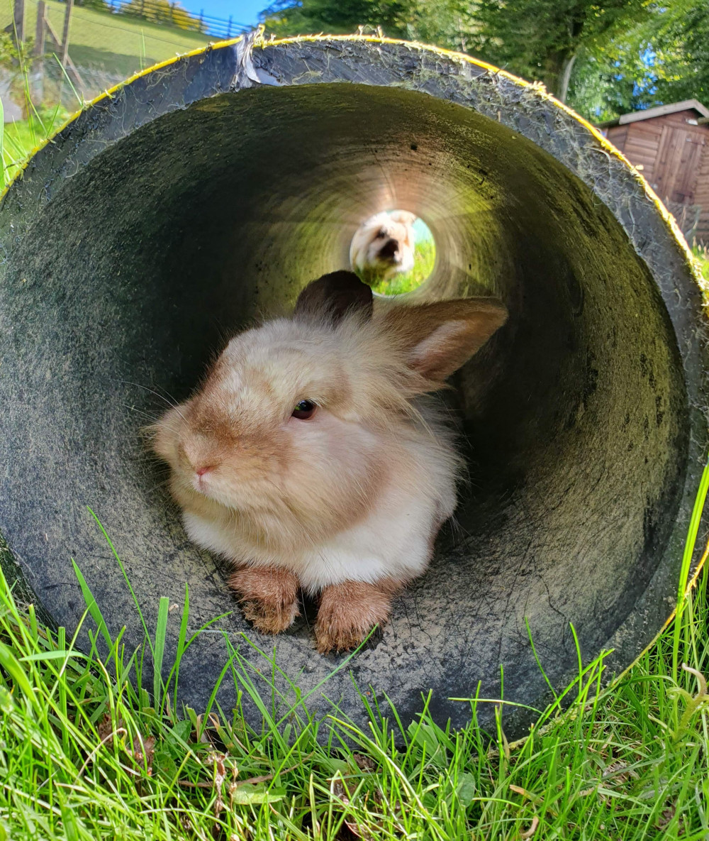 Rabbit Plays at Ferne Animal Sanctuary Rabbit Plays at Ferne Animal Sanctuary