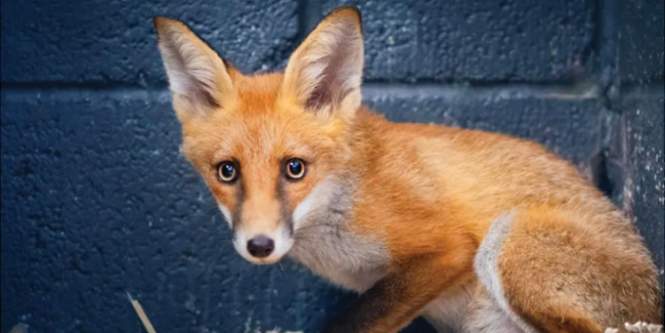 The young fox was recovered, treated and released into the care of its mother. 