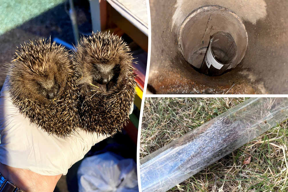 The hedgehogs were rescued from a home in Leamington (image via SWNS) The hedgehogs were rescued from a home in Leamington (image via SWNS)