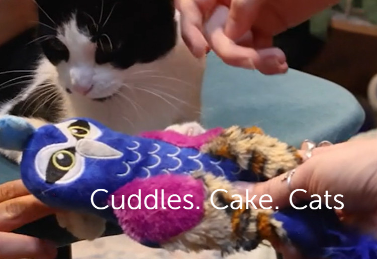 Cuddles. Cake. Cats