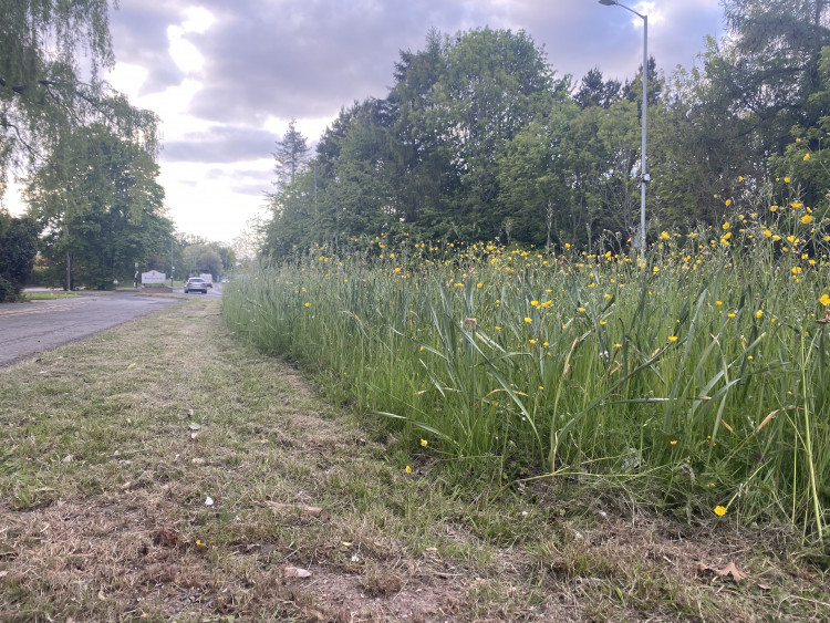 Leamington Road is taking part in the Wildflower Verge Trial (image by Nub News)