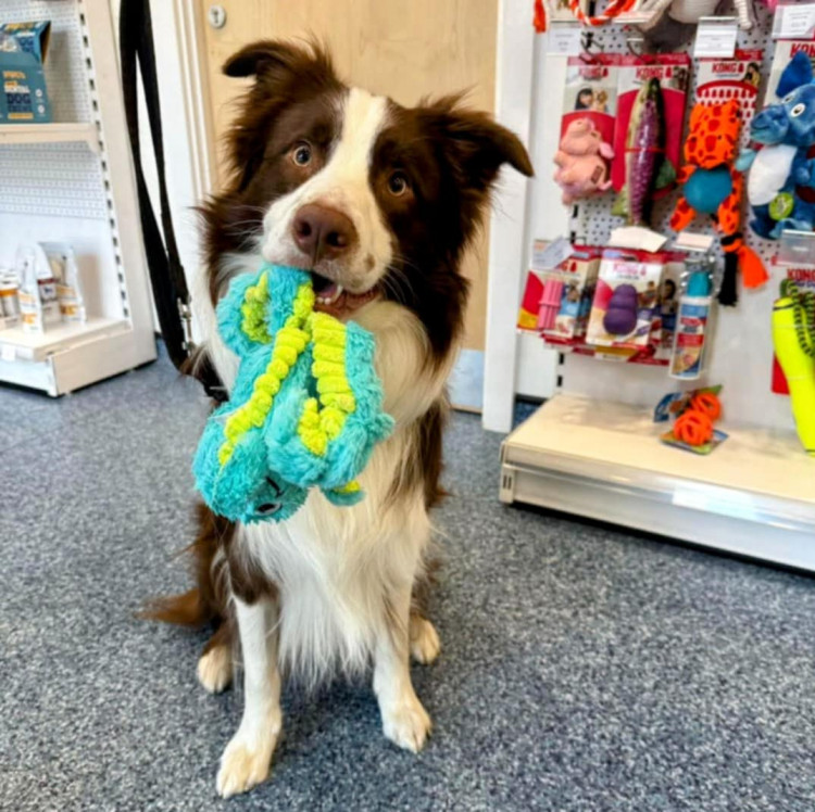 Wright & Morten Vets, a long-established veterinary practice dating back to the early 1900s, has announced the launch of new puppy pre-school classes at their purpose-built Macclesfield hospital (Wright & Morten Vets).