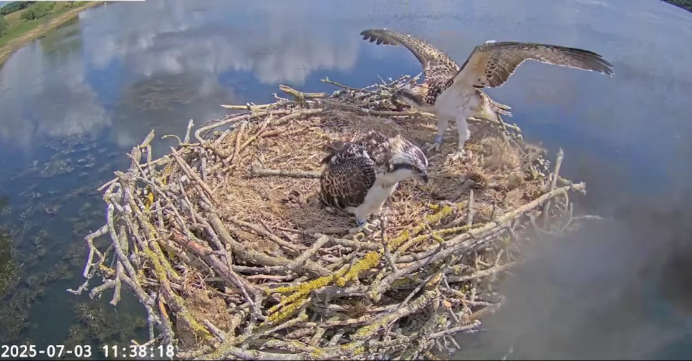 The cause of death for the osprey chick is still uncertain (Photo: Rutland Osprey Project)