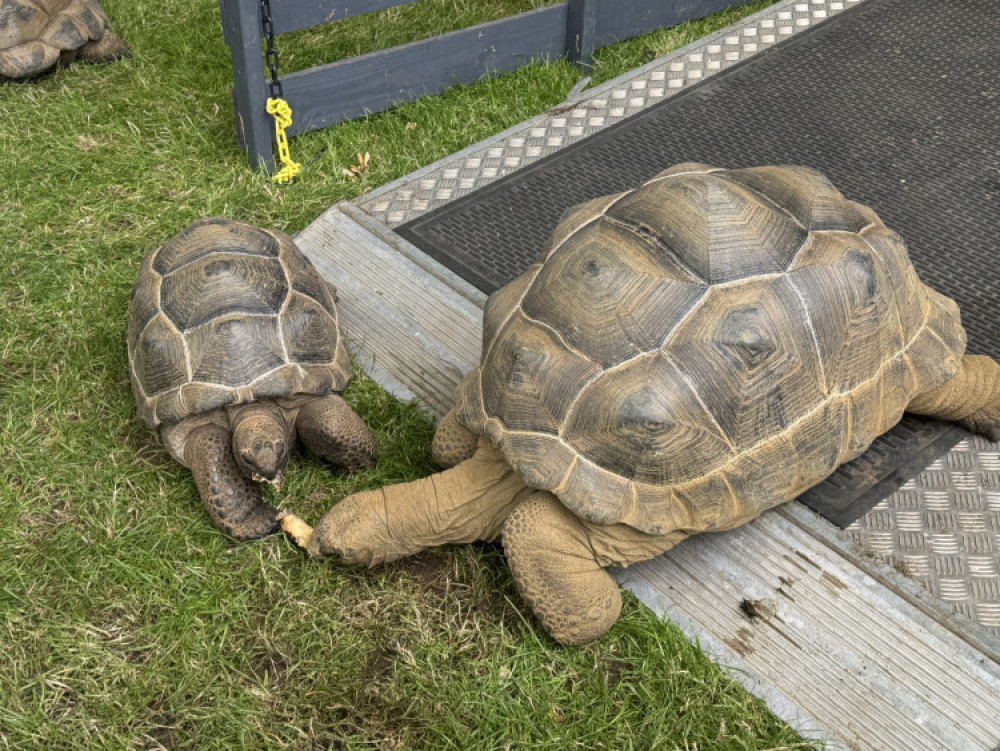 This year's annual Ashby Show will take place this Sunday with a return of the popular giant (Photo: Ashby Nub News) This year's annual Ashby Show will take place this Sunday with a return of the popular giant (Photo: Ashby Nub News)