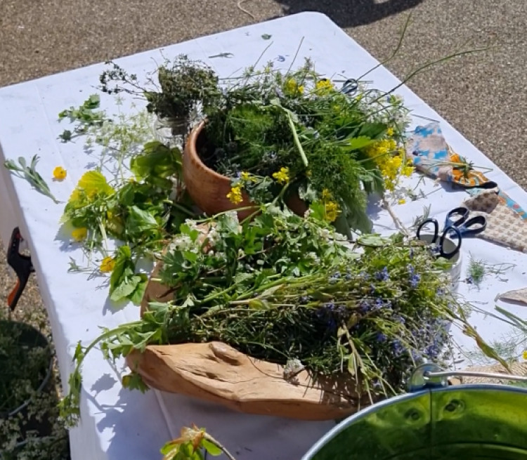Try a Wellbeing Herbology Workshop this weekend to learn about the goodness that grows around the Castle (Photo: Grace Kennington)