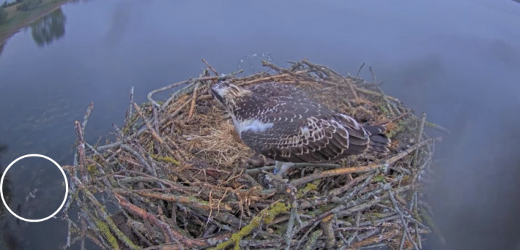 Rutland osprey chick 3R6 in the water before he was found dead on the shoreline the following morning (Photo: Rutland Osprey Project)