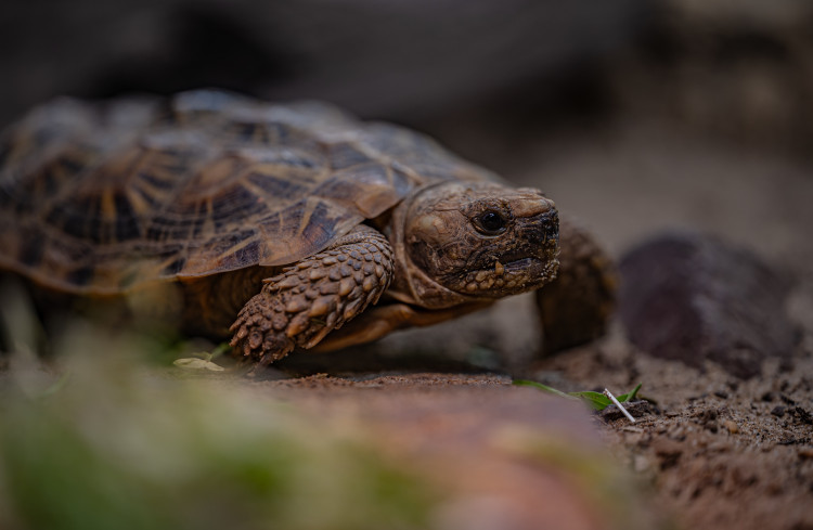 Turtles could offer valuable clues for preventing or treating cancer in humans (Image via: Chester Zoo)