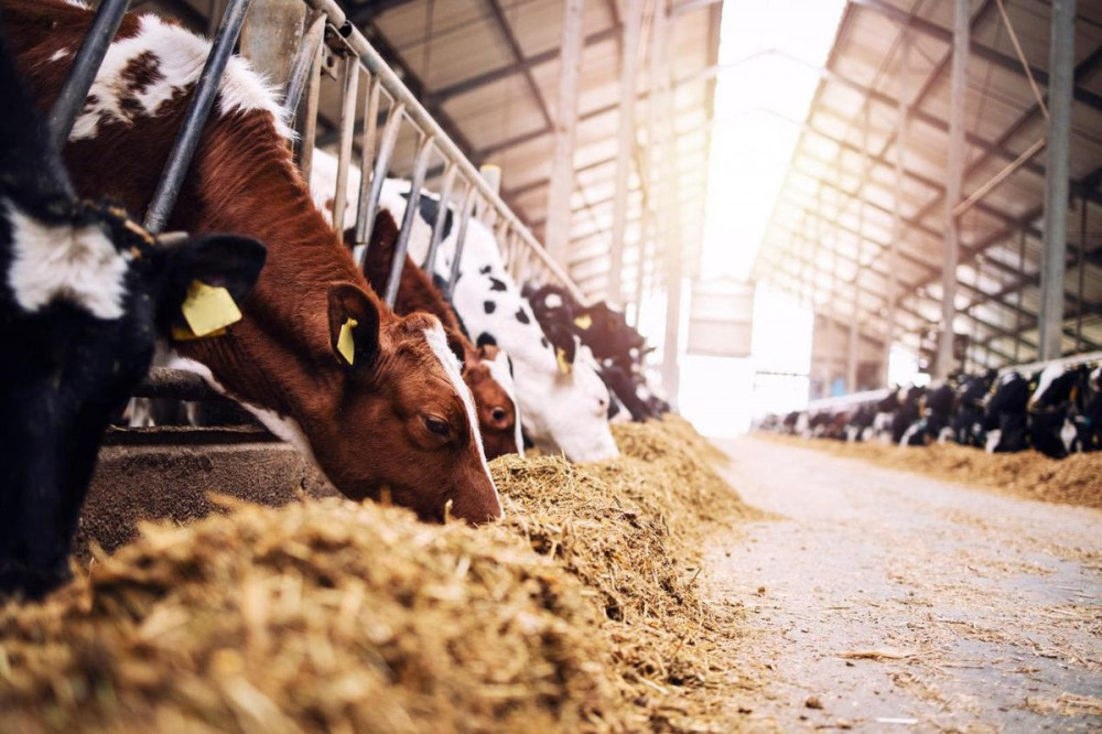 A Shepton Mallet dairy farmer has introduced his favourite cows to the world in a virtual tour of the South West Dairy Development Centre. (Image: UK Agri-Tech Centre) A Shepton Mallet dairy farmer has introduced his favourite cows to the world in a virtual tour of the South West Dairy Development Centre. (Image: UK Agri-Tech Centre)