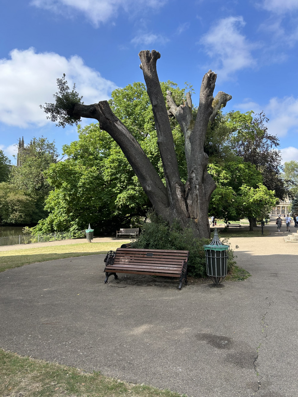 Historic tree to be cut down in Leamington park (image supplied) Historic tree to be cut down in Leamington park (image supplied)