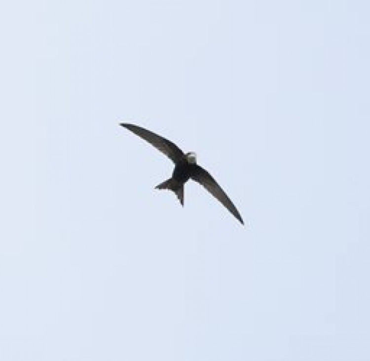 Swift (Apus apus)