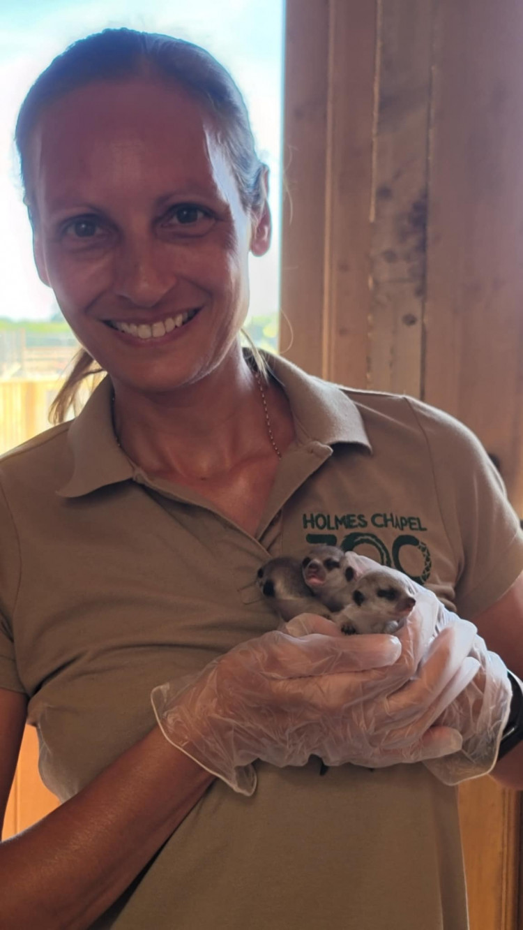 Melissa Mews with the three meerkats born at Holmes Chapel Zoo. (Photo: Melissa Mews)
